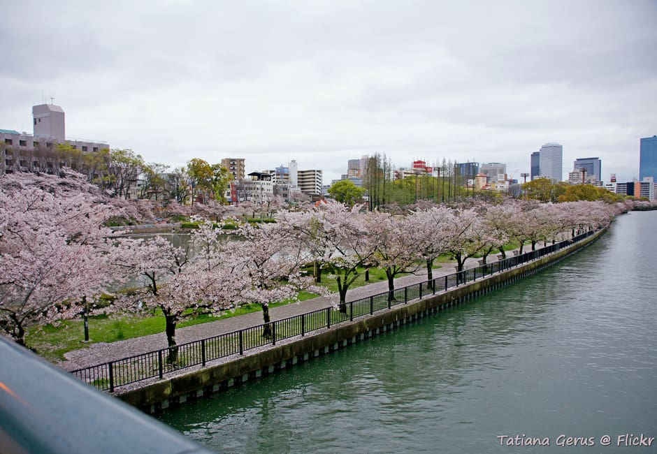 Cherry trees in bloom along the Okawa River at Kema Sakuranomiya Park