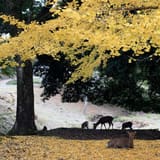 奈良公園