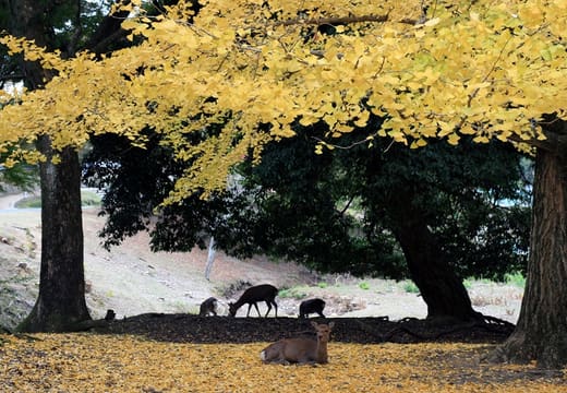 Nara Park